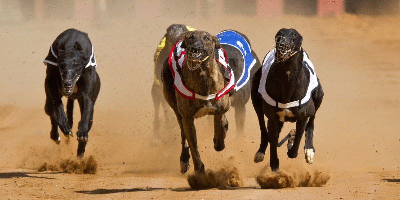 Greyhound racing