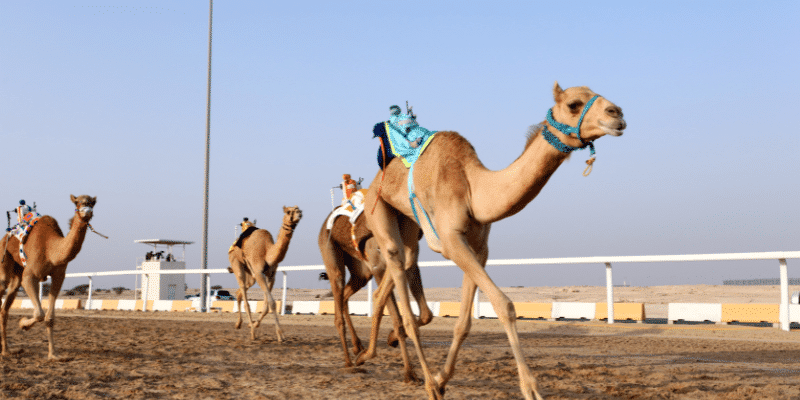 Camel Racing